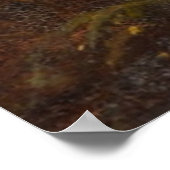 スコティッシュハイランドヒツジ ポスター (角)