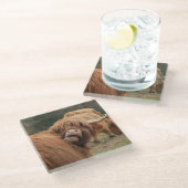 スコティッシュハイランド牛の写真 ガラスコースター (アングル)