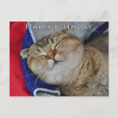 スコティッシュフォールドおもしろいドヌードル猫の誕生日カード ポストカード (正面)