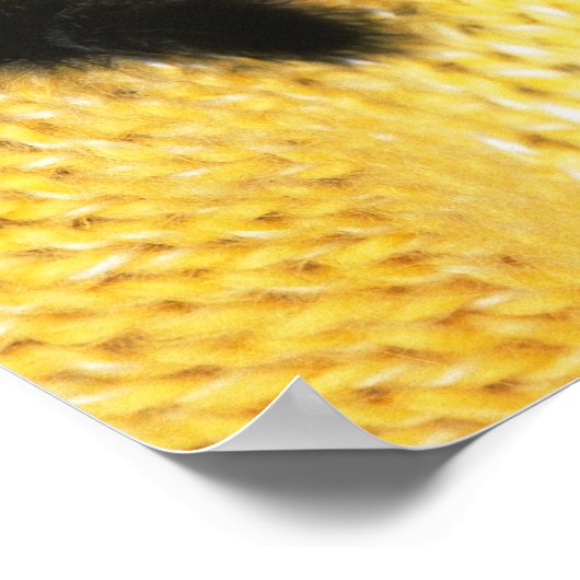 スコティッシュフォールドは、天然の猫の品種 ポスター (角)