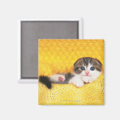 スコティッシュフォールドは、天然の猫の品種 マグネット (正面/裏面)