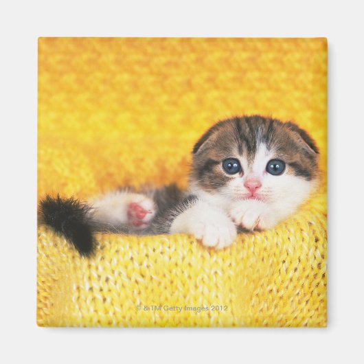 スコティッシュフォールドは、天然の猫の品種 マグネット (正面)