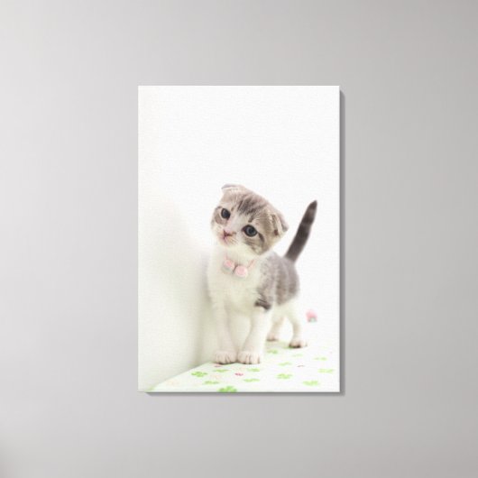 スコティッシュフォールドキットン キャンバスプリント (正面)