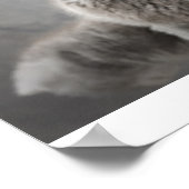 スコティッシュフォールド子猫 ポスター (角)