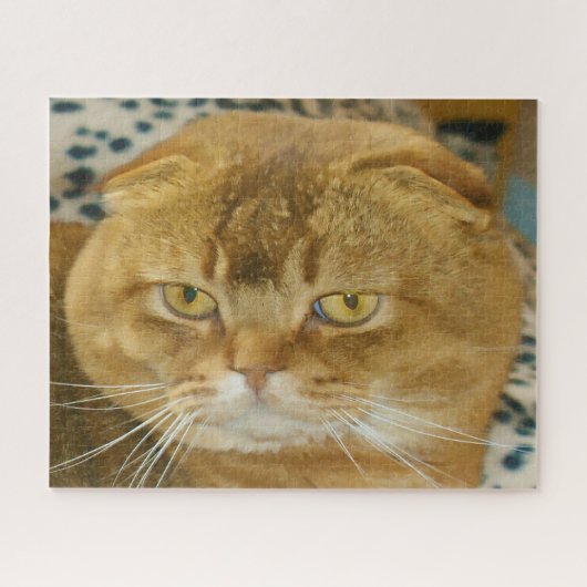 スコティッシュフォールド猫の家系。 ジグソーパズル (横)