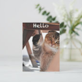 スコティッシュフォールド猫ハローハガキ ポストカード (スタンド正面)