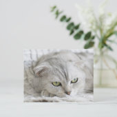 スコティッシュフォールド猫ペット用はがき ポストカード (スタンド正面)