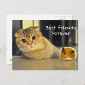 スコティッシュフォールド猫最高の友達カード ポストカード (正面/裏面)