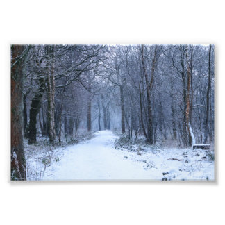 スコティッシュブルーベル・ウッズ フォトプリント           