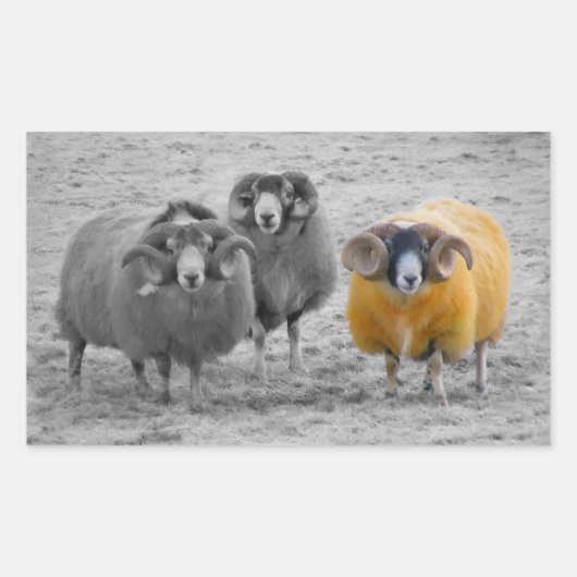 スコティッシュラムズ 長方形シール (正面)
