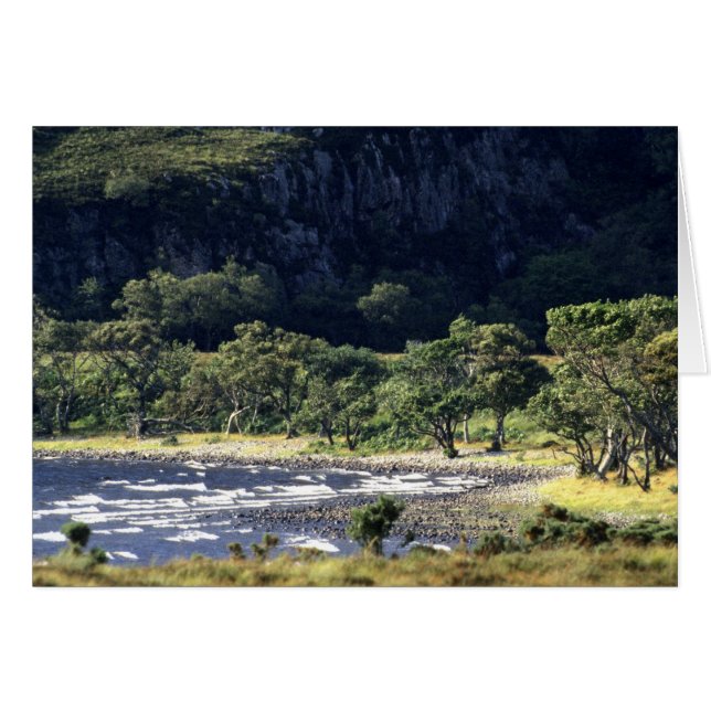 スコティッシュロック (正面横)