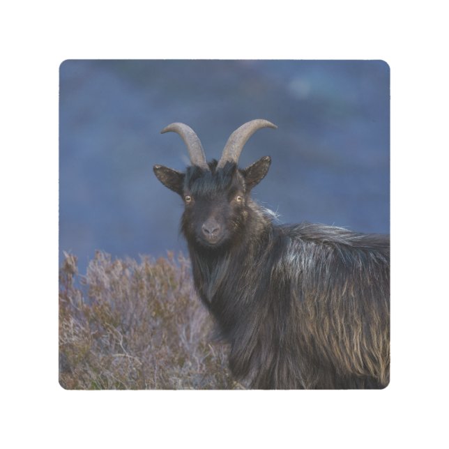 スコティッシュ野生ヤギ メタルプリント (正面)