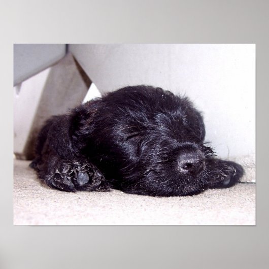 スコティッシュ・テリア黒い子犬が近くに眠る ポスター (正面)