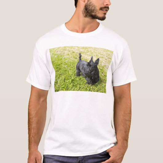 スコティッシュ・テリア Tシャツ (正面)