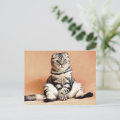 スコティッシュ・フォールド・キャットがソファに座る ポストカード (スタンド正面)