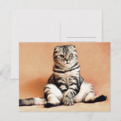 スコティッシュ・フォールド・キャットがソファに座る ポストカード (正面/裏面)