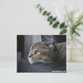 スコティッ考えトの猫 ポストカード (スタンド正面)