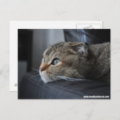 スコティッ考えトの猫 ポストカード (正面/裏面)