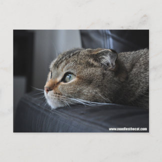 スコティッ考えトの猫 ポストカード