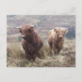 スコティ誇りを持ったッシュに！ ポストカード