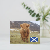 スコティ誇りを持ったッシュに! ポストカード (スタンド正面)