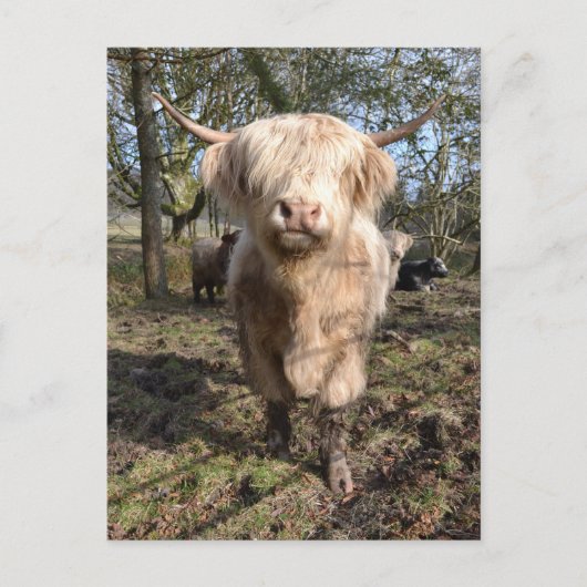 スコテ誇りを持ったィッシュになる ポストカード (正面)