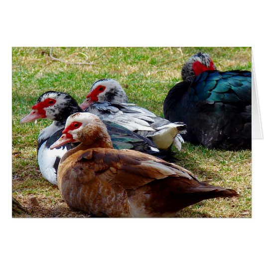 スコビエ (正面横)