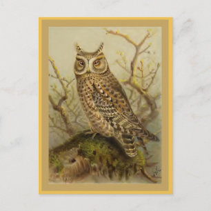 スコプズフクロウヴィンテージバードイラストレーション ポストカード
