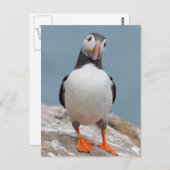 スコマーアイランドパフィン ポストカード (正面/裏面)