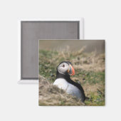 スコマーアイランドパフィン マグネット (正面/裏面)