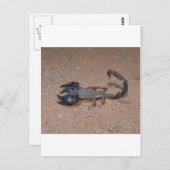 スコーピオン ポストカード (正面/裏面)