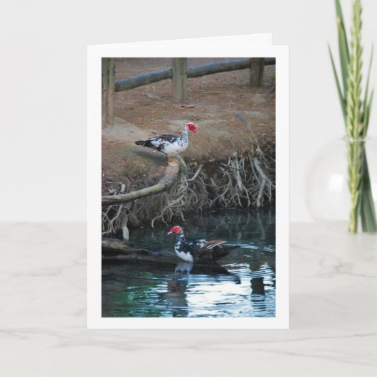 スズガモの湖の肖像 カード (正面)