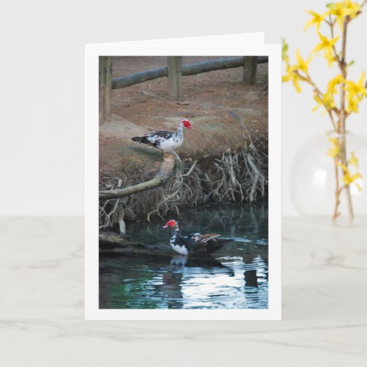 スズガモの湖の肖像 カード (黄色い花)