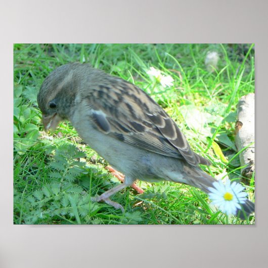 スズメのポスター ポスター (正面)