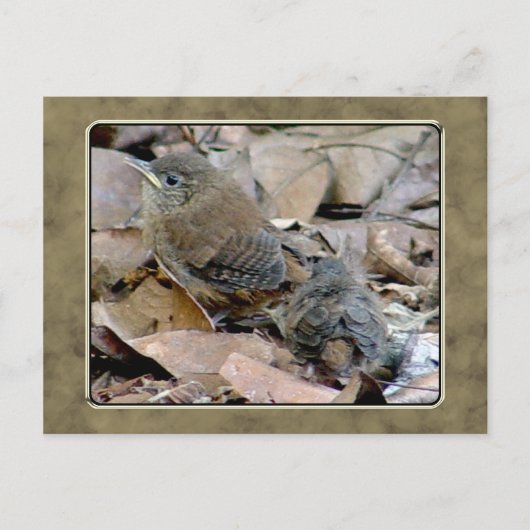 スズメの赤ちゃんのポストカード ポストカード (正面)