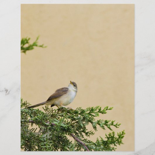 スズメの鳥の写真 チラシ (正面)
