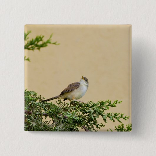 スズメの鳥の写真 缶バッジ (正面)