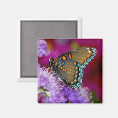 スズメバチのアゲハチョウ マグネット (正面/裏面)
