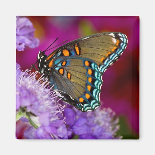 スズメバチのアゲハチョウ マグネット (正面)