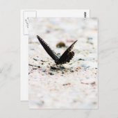 スズメバチの蝶はがき ポストカード (正面/裏面)