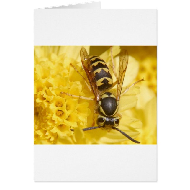 スズメバチ (正面)