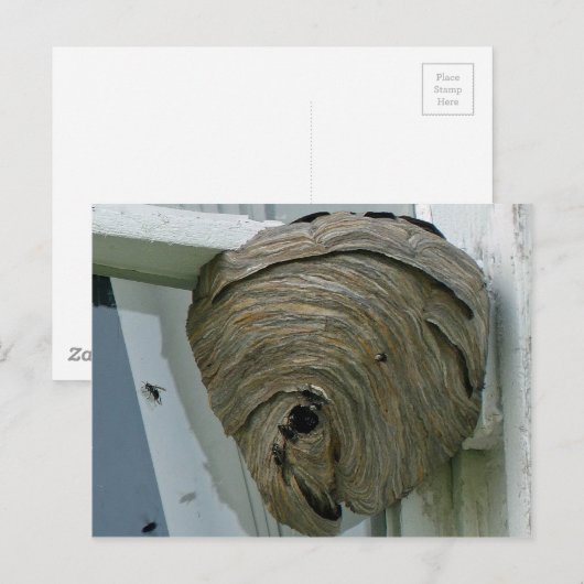 スズメバチ ポストカード (正面/裏面)