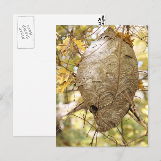 スズメバチ ポストカード (正面/裏面)