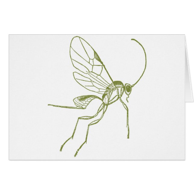 スズメバチ、MeteorusのHyphantria (正面横)