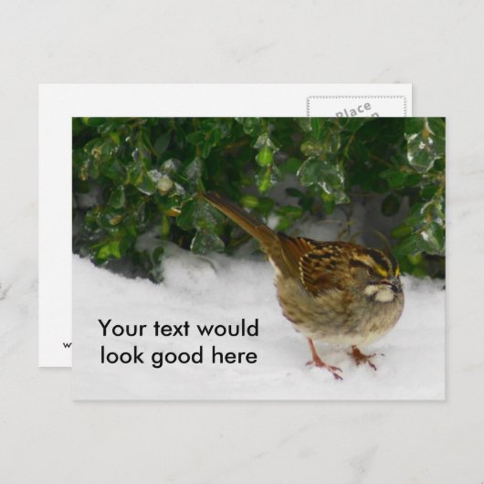 スズメ ポストカード (正面/裏面)