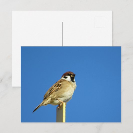 スズメ：日本 ポストカード (正面/裏面)