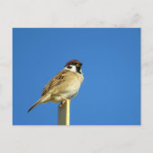 スズメ：日本 ポストカード (正面)