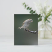 スズメ 1 ポストカード (スタンド正面)