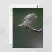 スズメ 1 ポストカード (正面/裏面)