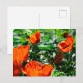 スタイリッシュな赤いポピー花の庭 ポストカード (正面/裏面)